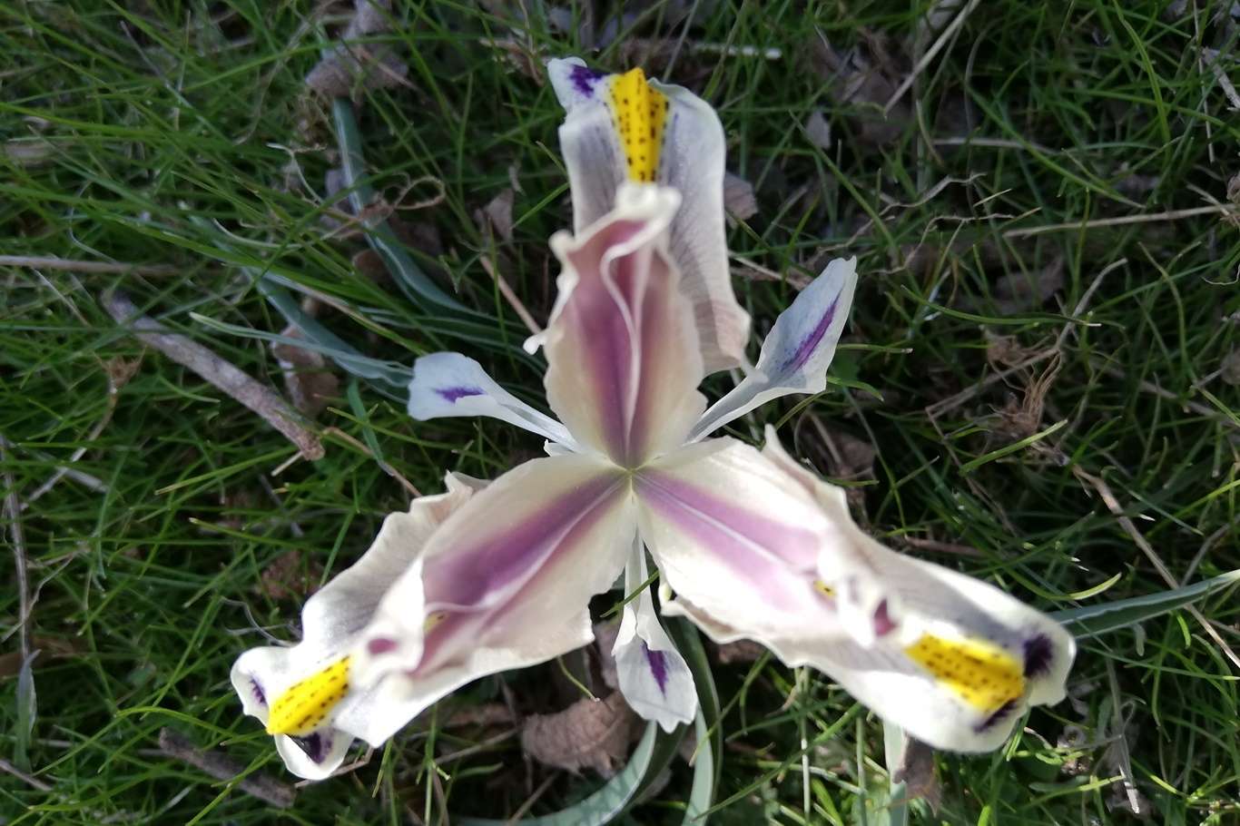 Baharın müjdecisi "Nevruz Çiçeği" açtı Baharın müjdecisi "Nevruz Çiçeği" açtı